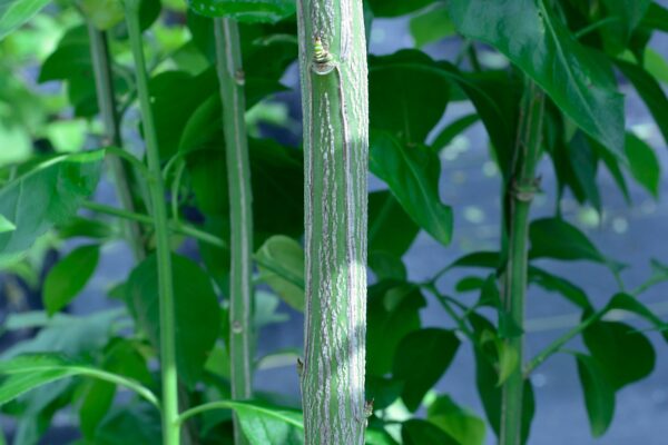 Euonymus atropurpureus - Stem