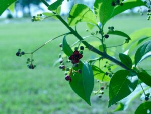 Euonymus atropurpureus - Flowers