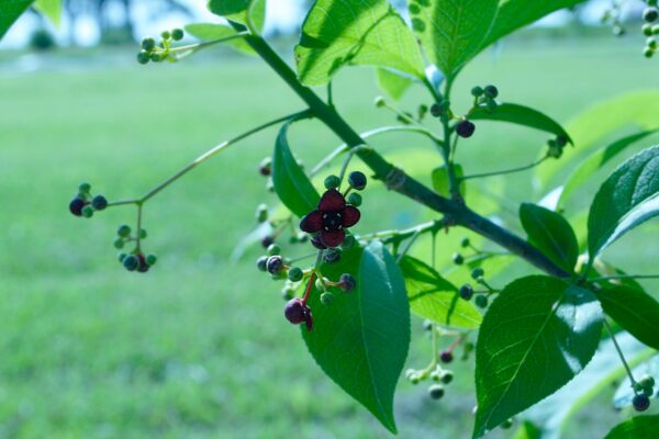 Euonymus atropurpureus - Flowers