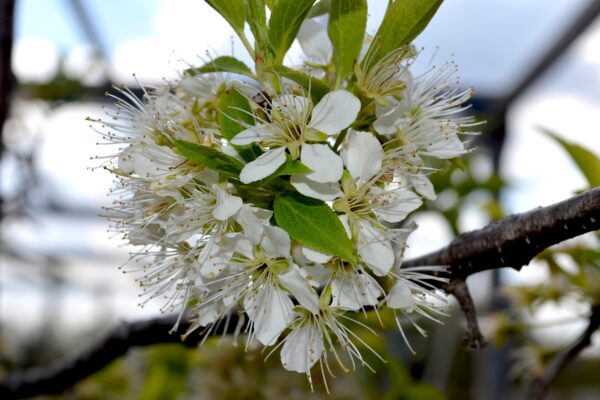 Prunus americana - Flowers
