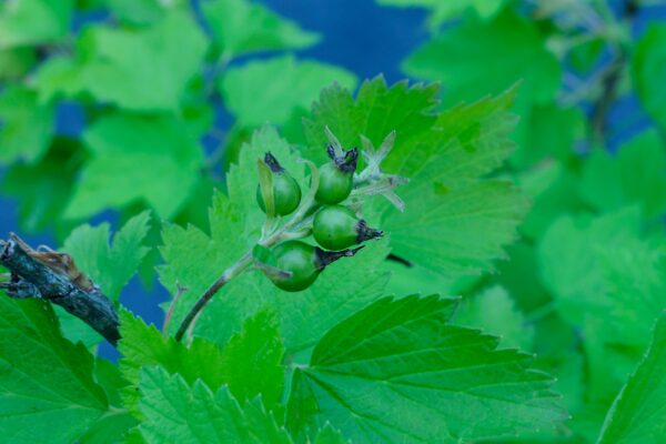 Ribes americanum - Unripe Fruit