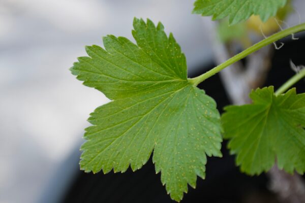 Ribes americanum - Leaf