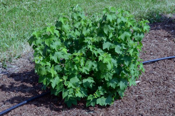 Ribes americanum - Habit