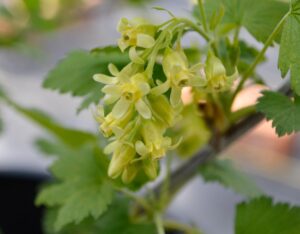 Ribes americanum - Flowers
