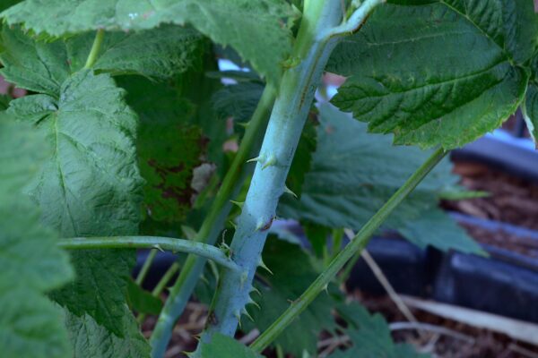 Rubus occidentalis - Stem