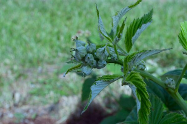 Rubus occidentalis - Flower buds