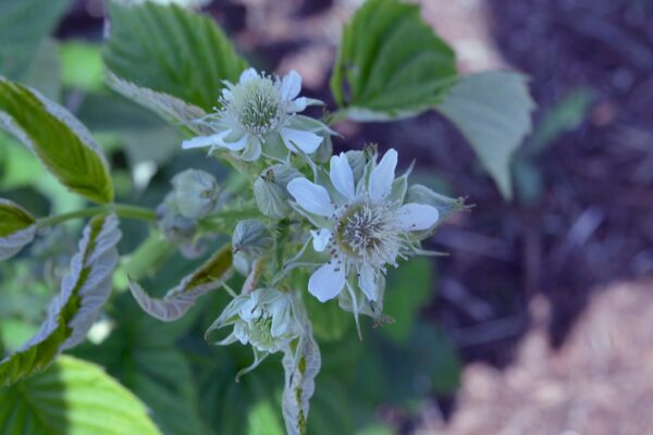 Rubus occidentalis - Flowers