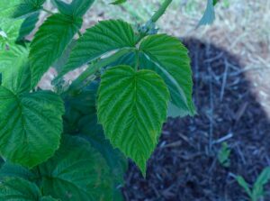 Rubus occidentalis - Leaf