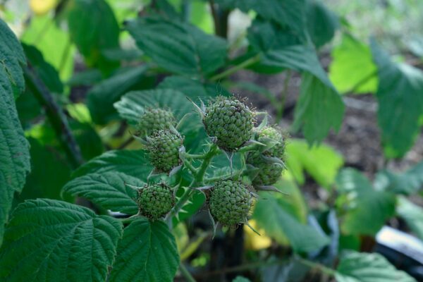 Rubus occidentalis - Unripe Fruits