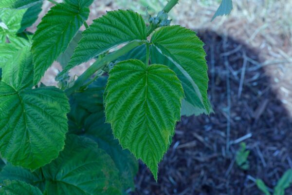 Rubus occidentalis - Leaf