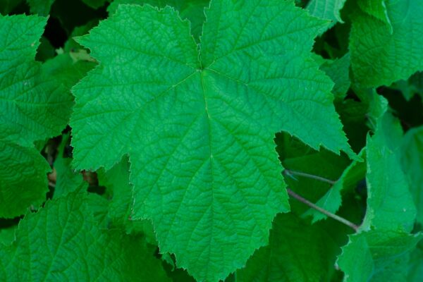 Rubus odoratus - Leaf