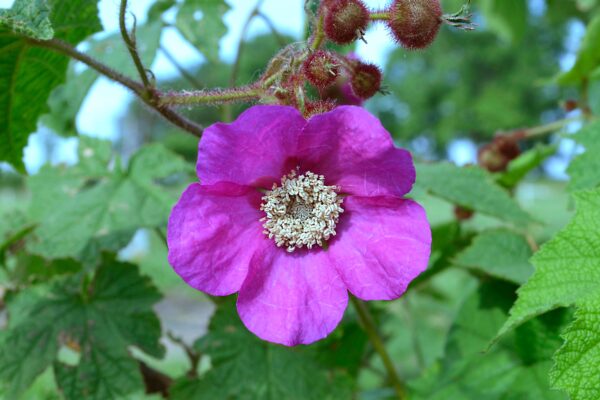 Rubus odoratus - Flower