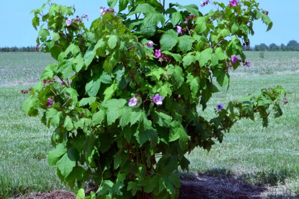 Rubus odoratus - Habit
