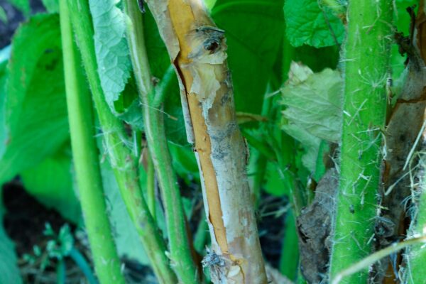 Rubus odoratus - Stem