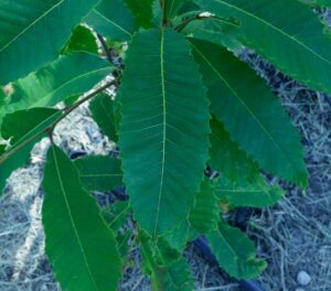 Castanea dentata - Leaf