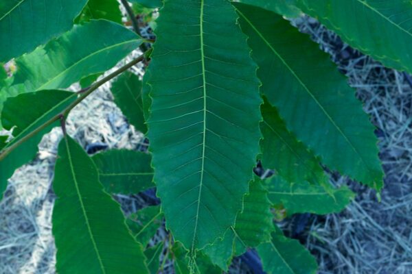 Castanea dentata - Leaf