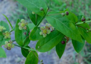 Euonymus americanus - Flowers