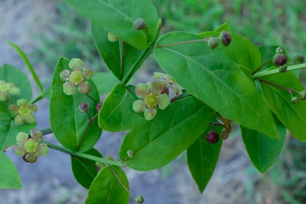 Euonymus americanus - Flowers