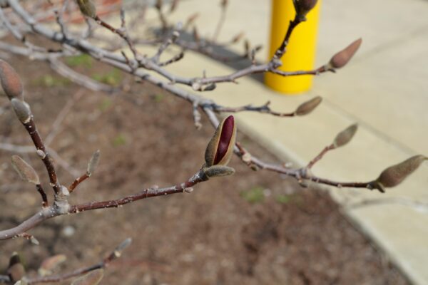 Magnolia × ′Susan′ - Flower Buds