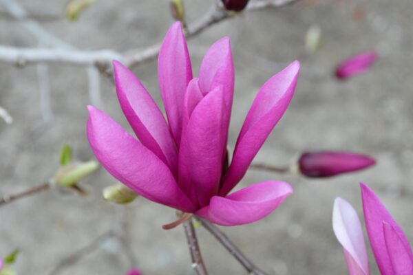Magnolia × ′Susan′ - Flower