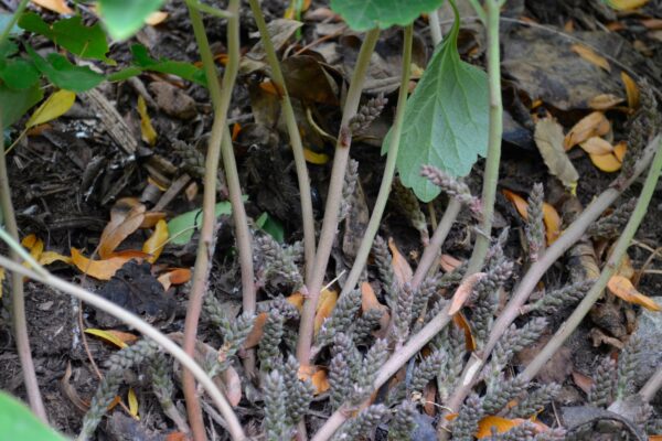 Pachysandra procumbens - Stems and Fruit