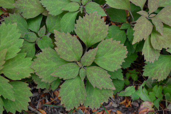 Pachysandra procumbens - Leaves