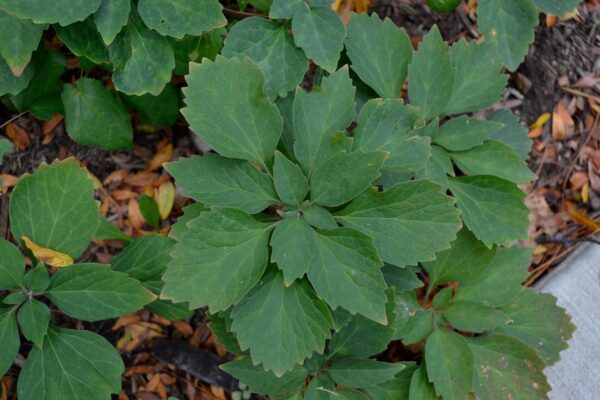 Pachysandra procumbens - Leaves
