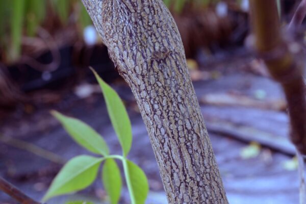 Staphylea colchica - Bark