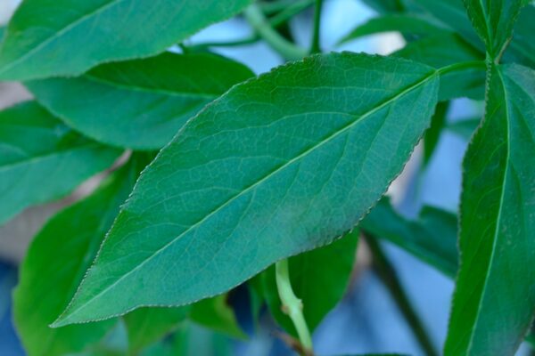 Staphylea colchica - Leaf