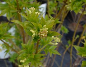 Staphylea colchica - Flower buds