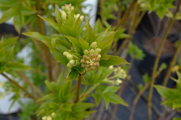 Staphylea colchica - Flower buds