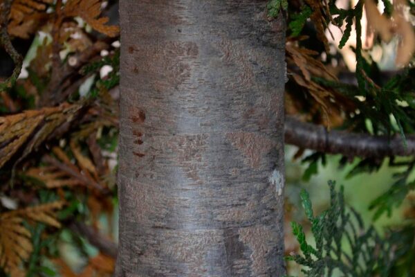 Thuja plicata ′Green Giant′ - Bark