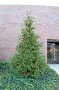 Thuja plicata ′Green Giant′ - Habit
