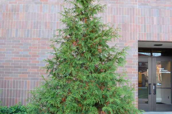 Thuja plicata ′Green Giant′ - Habit