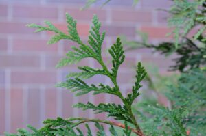 Thuja plicata ′Green Giant′ - Leaf