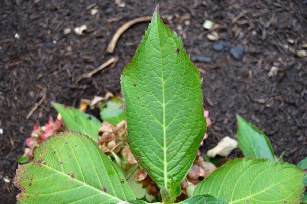 Hydrangea macrophylla ′Robert′ [sold as Let′s Dance Moonlight™] - Leaf