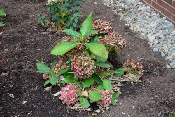 Hydrangea macrophylla ′Robert′ [sold as Let′s Dance Moonlight™] - Overall habit