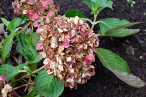 Hydrangea macrophylla ′Robert′ [sold as Let′s Dance Moonlight™] - Old flowers