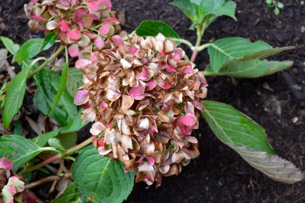 Hydrangea macrophylla ′Robert′ [sold as Let′s Dance Moonlight™] - Old flowers