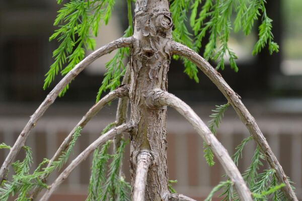Taxodium distichum ′Falling Waters′ - Bark and stems