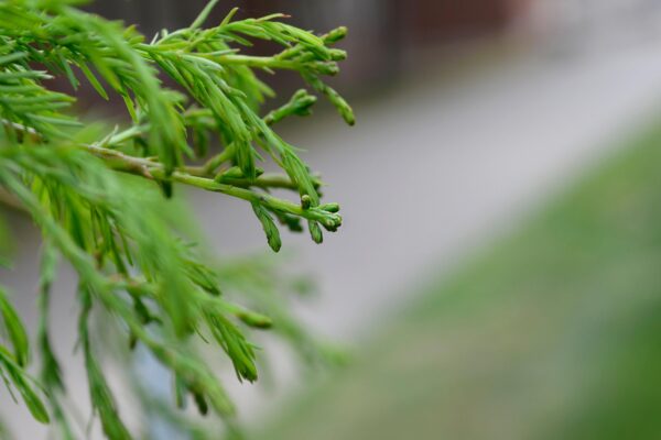 Taxodium distichum ′Falling Waters′ - Leaf buds with emerged leaves