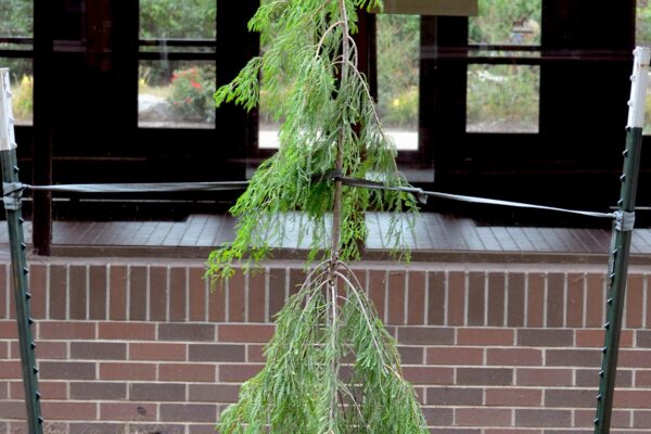Taxodium distichum ′Falling Waters′ - Summer habit