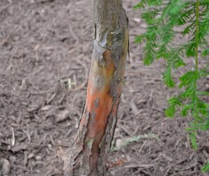 Taxodium distichum ′Falling Waters′ - Bark