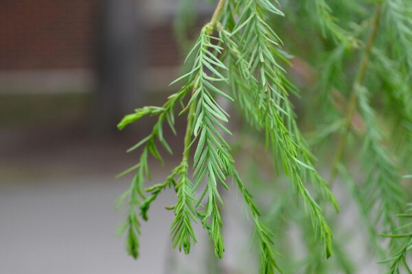 Taxodium distichum ′Falling Waters′ - Leaves