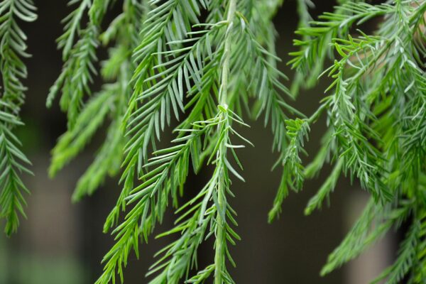 Taxodium distichum ′Falling Waters′ - Leaves