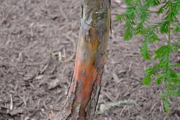 Taxodium distichum ′Falling Waters′ - Bark