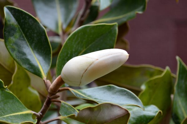 Magnolia gradiflora ′Little Gem′ - Immature flower