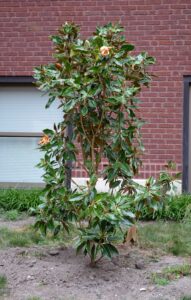 Magnolia gradiflora ′Little Gem′ - Overall habit