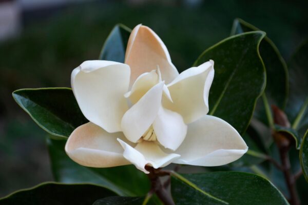 Magnolia gradiflora ′Little Gem′ - Flower