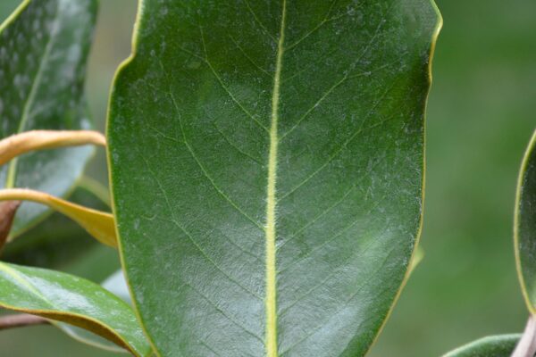 Magnolia gradiflora ′Little Gem′ - Upper leaf